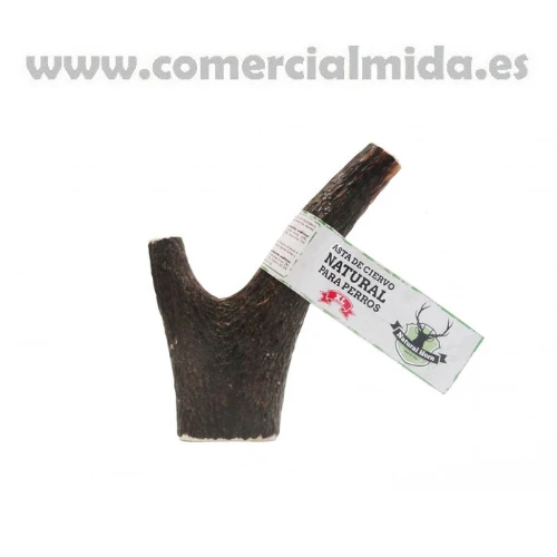 Asta de Ciervo NATURAL HORN - Image 4