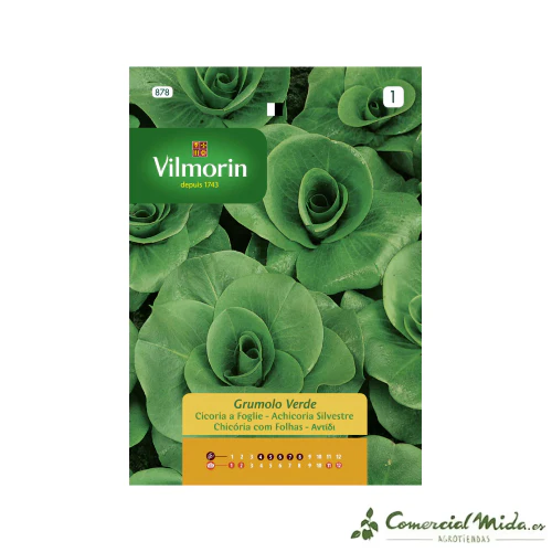 VILMORIN Semillas Achicoria Silvestre Grumolo Verde