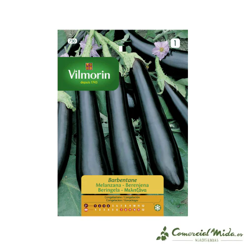 VILMORIN Semillas Berenjena Morada Barbentane
