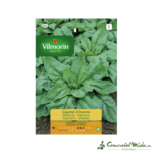 VILMORIN Semillas Espinaca Gigante de Invierno